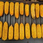 Colheita do milho ganha ritmo e entra na fase mais intensa em Mato Grosso do Sul