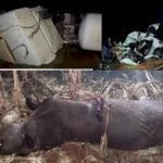 Morador de Sidrolândia e adolescente de 13 anos morrem em acidente após colisão com anta na BR-267